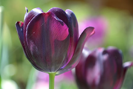 closeup photography of purple tulip flower thumbnail