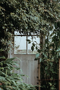 white wooden door with green plants thumbnail