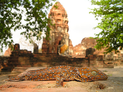 selective focus photography of gecko thumbnail