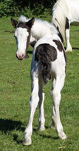 white and black horse thumbnail