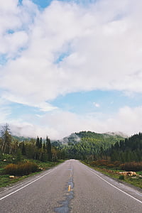 empty road near trees thumbnail