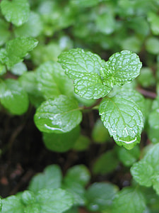 mint plant selective focus photography thumbnail