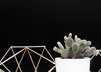 green cactus on white pot thumbnail