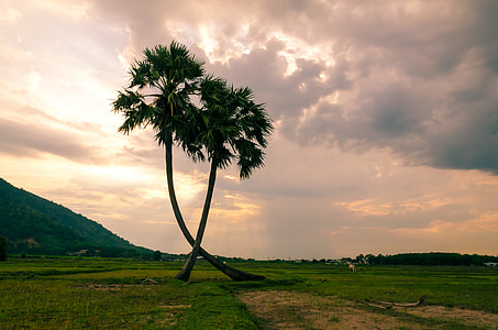 two brown trees on grass field under cloudy sky during daytime thumbnail