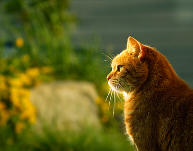selective focus photography of orange tabby cat thumbnail