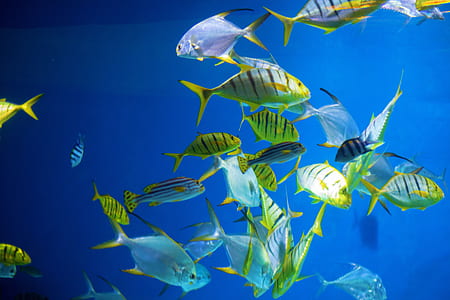 school of yellow-and-gray fishes thumbnail