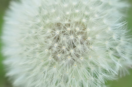 nature, flowers, grass, blur thumbnail