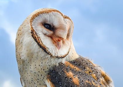 white and brown owl under blue skies thumbnail