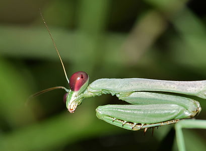 selective focus photography of green praying mantis thumbnail