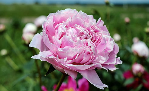 shallow focus photography of pink flower thumbnail