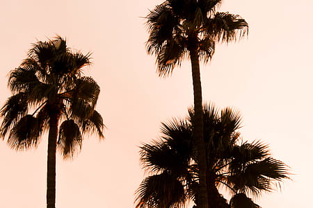 low angle photography of three palm trees at daytime thumbnail