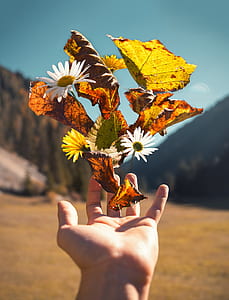 person's throwing white daisy flowers and dried maple leafs thumbnail