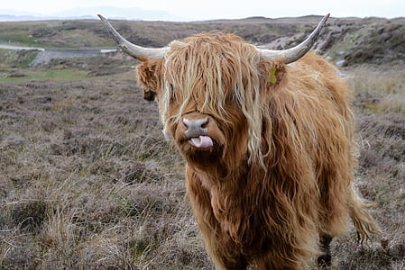 Brown Highland Cattle on Field of Grass thumbnail