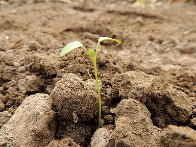 green sprout on soil thumbnail