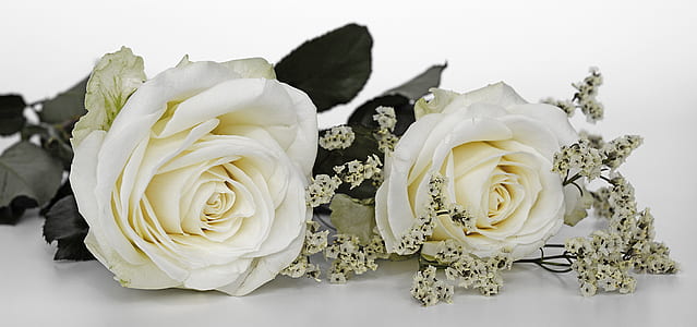 two white roses thumbnail