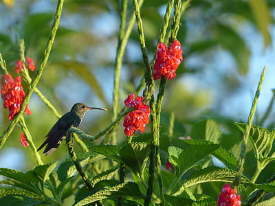 black bird perched on green and red flower thumbnail