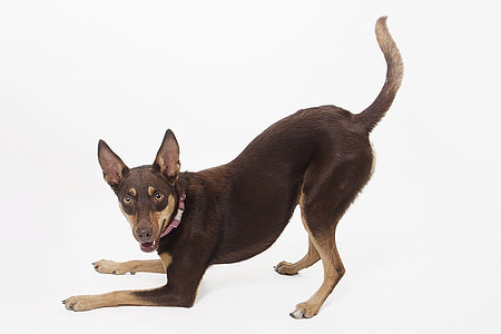 adult red and tan dog thumbnail