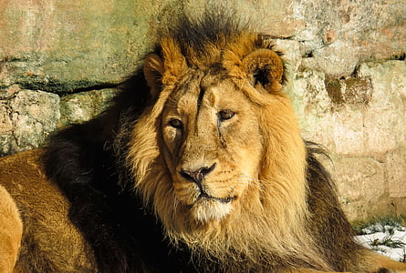 brown lion thumbnail