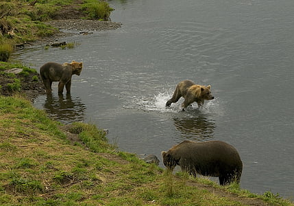 sloth of bears on river thumbnail