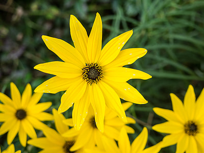 selective focus photography of black-eyed Susan flowers thumbnail