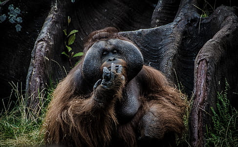 close-up photography of orangutan near tree thumbnail