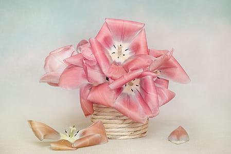 pink petaled flowers on beige pot thumbnail