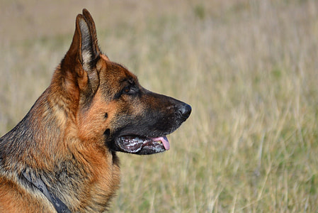 adult black and red German shepherd on grass field thumbnail