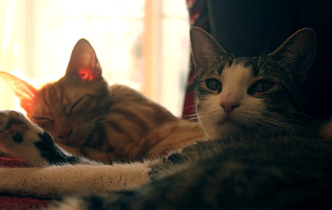 Two Orange and Gray Cat thumbnail