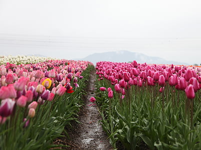 pink and white tulips Garden in Europe Amsterdam, Netherlands under white sky thumbnail