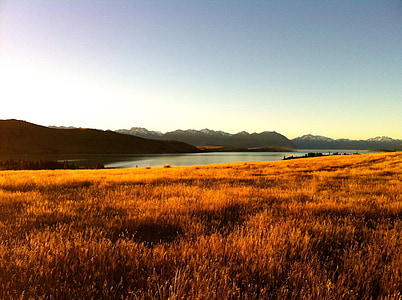sunlight over wheat grass field thumbnail