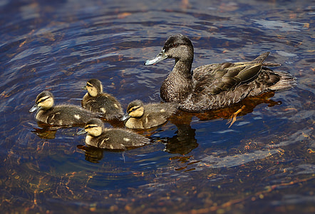 black duck near four ducklings swimming at daytime thumbnail