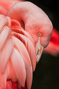 close photography of pink bird thumbnail