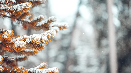 shallow focus photography of tree covered with snow thumbnail