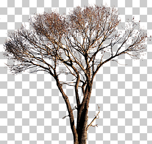 Populus alba Tree, Tree , brown tree PNG clipart