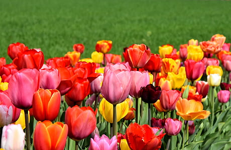 shallow focus of pink, yellow, and red tulips thumbnail