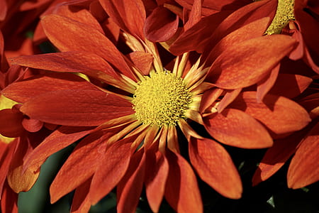 red flower thumbnail