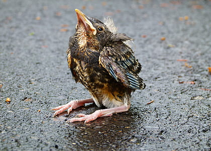 black and brown chick on black surface at daytime thumbnail