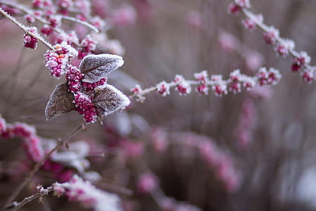 pink flowers in shallow focus shot thumbnail