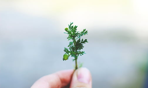 person holding green plant thumbnail