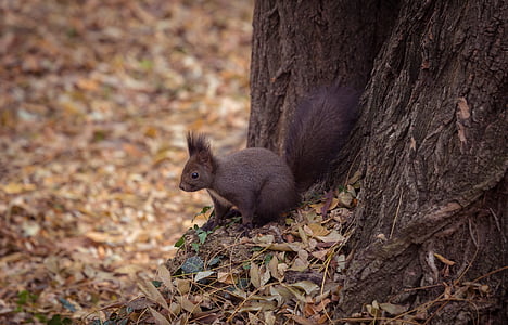 gray squirrel sitting beside tree thumbnail