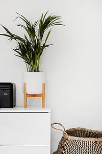 green potted plant on top of white wooden drawer thumbnail