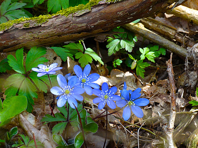 blue flowering plant thumbnail