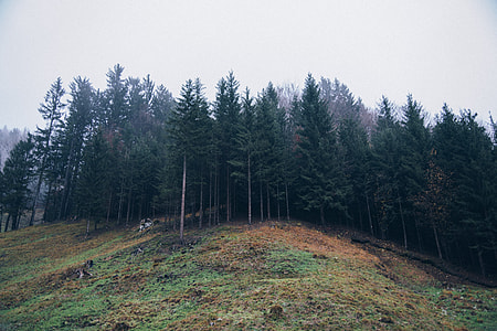 landscape photography of trees at daytime thumbnail
