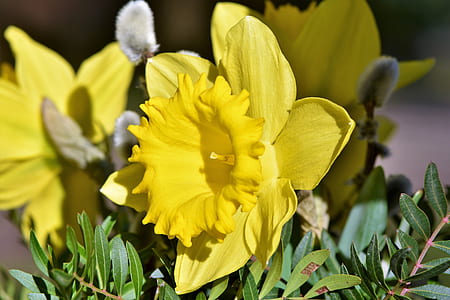 selective focus photography of yellow petaled flowers thumbnail
