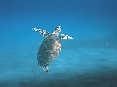 underwater photography of sea turtle thumbnail