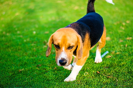 close up photography of puppy on green grass field thumbnail