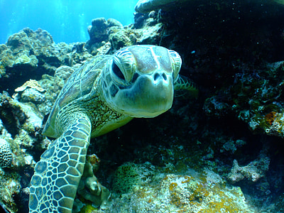 green sea turtle swimming on sea thumbnail