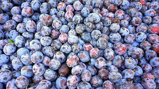 bunch of grapes thumbnail