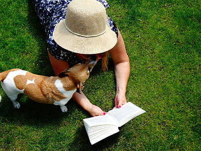 tan and white dog lying on the green grass thumbnail