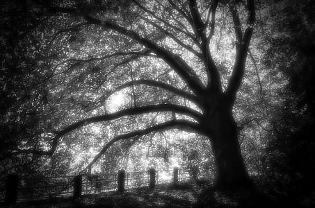 grayscale photo of tree thumbnail